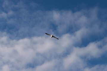 Seagull in the sky, flying over the ocean, hovering above the waves, soaring with the herd