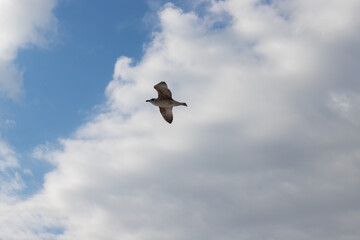 Seagull in the sky, avian life by the sea, clouds and feathers in motion, a wild bird in action