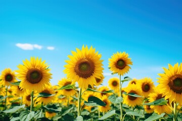 Obraz premium Sunflower field outdoors blossom nature.