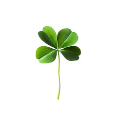 A single four-leaf clover isolated on a transparant background