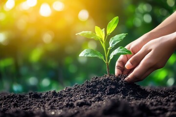 Hands planting a young green seedling in rich soil
