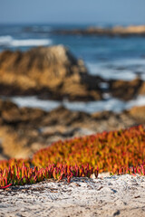 California Beach with Rocks Close Up on Ice Plant
