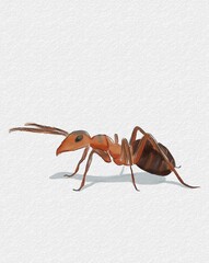 Animal Watercolor Illustration of Ant in White Background
