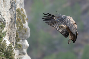 Vautour Fauve