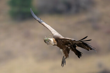 Vautour Fauve