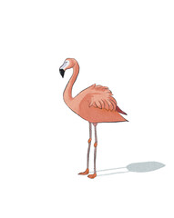 Animal Watercolor Illustration of Flamingo