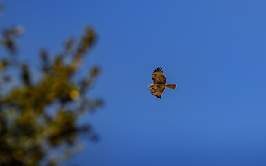 Hawk in Flight with Tree