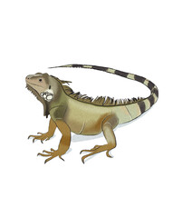 Fototapeta premium Animal Watercolor Illustration of Iguana
