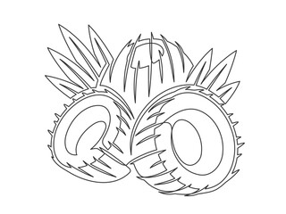 Coconuts with palm leaves line art isolated on white background. Simple plant silhouette. Hand drawn coconuts outline. Editable stroke. Vector illustration