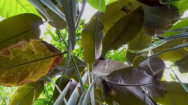 Low-angle shot under the Calathea lutea tree, called banana meranti sepat or banana kalatea, is a species of flowering plant in the Marantaceae family
