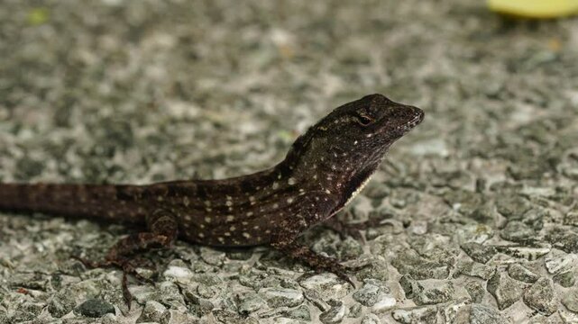The Brown Anole (Anolis sagrei) is a small, adaptable lizard native to Cuba and the Bahamas, but it has spread to many parts of the world, including Florida, the Caribbean, and Central America. 