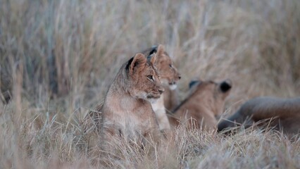 African Lion
