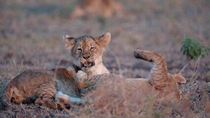 African Lion