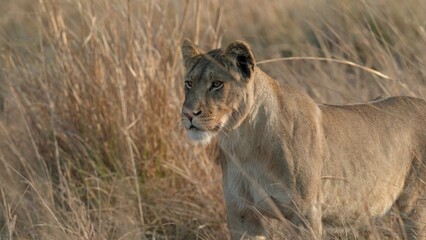 African Lion