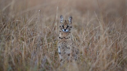 Serval (Leptailurus Serval)