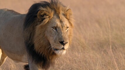 African Lion