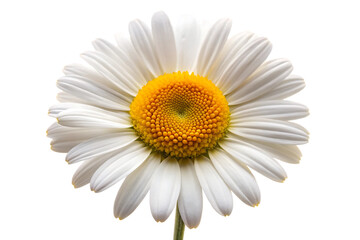 Naklejka premium daisy flower isolated on transparent