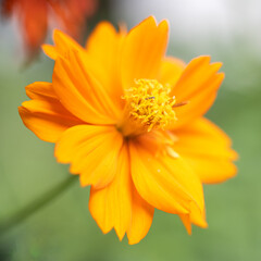 A super macro photo of an orange Cosmos sulphureus from Luzon, Philippines.Blurry green background, stamen in focus