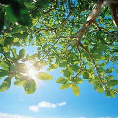 Bright Sunlight Through Lush Green Tree Leaves Against a