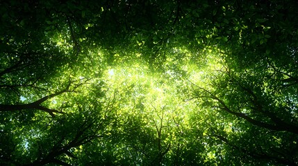 Fototapeta premium Bright Sunlight Through Lush Green Tree Canopy