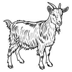 Detailed Line Art of Goat Standing with Fur Texture and Goat Horns