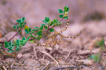 A large, long-legged striped spider hangs from branches of green grass with purple stems, waiting...