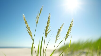 Bright Sunny Day at the Beach Green Grass and Blue Sky