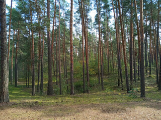Naklejka premium Serene forest landscape with tall pine trees under a clear sky 