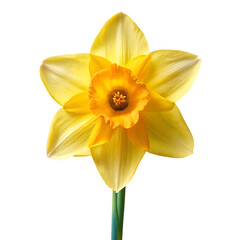daffodil flower image transparent background © Zarif