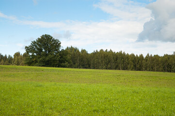 green meadow and forest, blue sky in the background