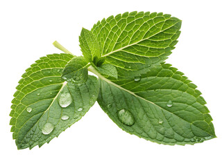 mint leaves with water drop isolated on white background PNG image