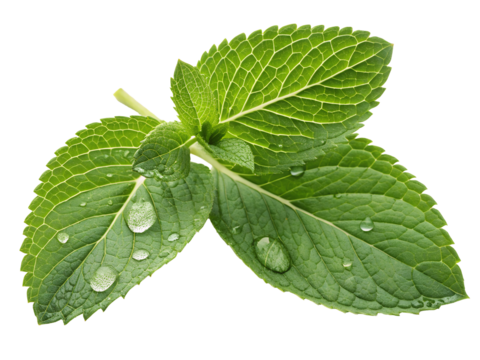 mint leaves with water drop isolated on white background PNG image