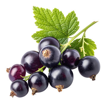 black currant with leaf isolated on white background PNG image
