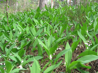 Obraz premium Field of gentle lily of the valley plants in springtime.