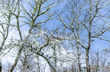 Fototapeta premium young oak trees with snow covered branches on blue sky background, winter concept background