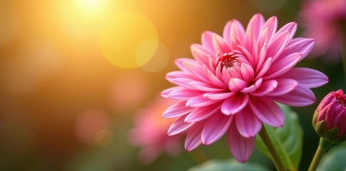 Soft petals of pink chrysanthemums against a warm sunlight background, flora, blossom