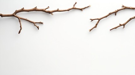 Fototapeta premium Brown Tree Branches on White Background Minimalist Nature