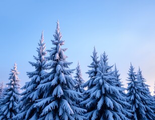 Obraz premium Serene Winter Wonderland: Snow-Covered Pine Trees Against a Clear Blue Sky