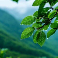 Close Up Of Green Leaves With Water Drops On A Misty