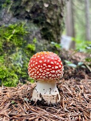 Fliegenpilz im Wald