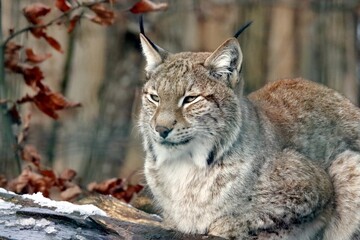 lynx