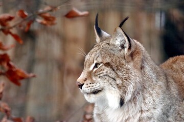lynx