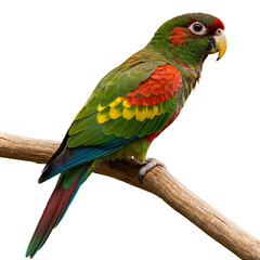 parrot isolated on white © Raja