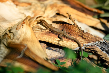Brown lizard basking on a dry leaves in a natural setting during daylight