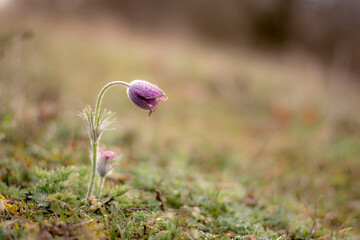 Anemona pulsatilla, isolated in a field