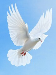 Obraz premium White dove in flight