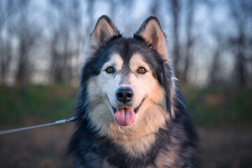 Beautiful Siberian Husky portrait in spring park. Happy dog with brown eyes