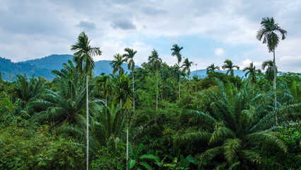 Fototapeta premium Amidst the breathtaking landscapes of thailand, verdant palms reach towards a moody sky. The tranquil atmosphere invites exploration and reflection in this tropical paradise, where nature thrives.