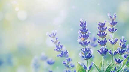 Obraz premium Sunny Lavender Field, Blooming Flowers, Soft Focus, Nature Background, Spring