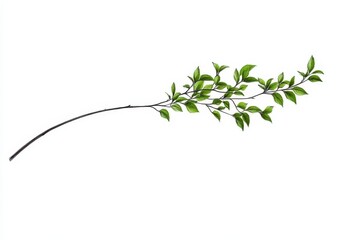 Green Branch With Fresh Leaves Isolated on White Background